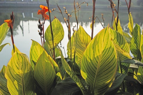 DSC_9015_conew1.JPG