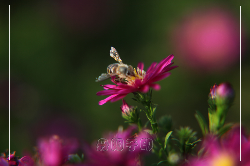 IMG_7489aok.jpg