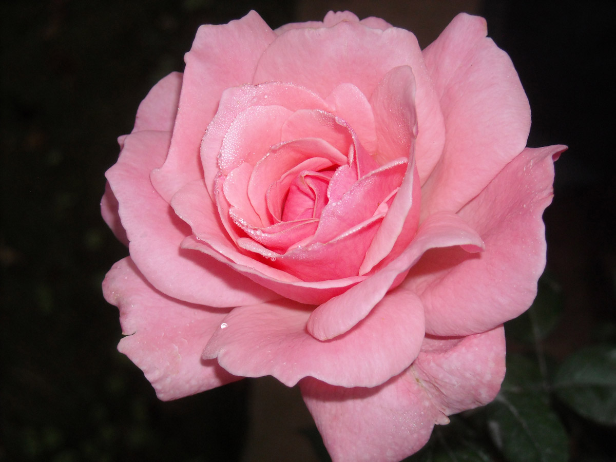 DSCN0766.JPG