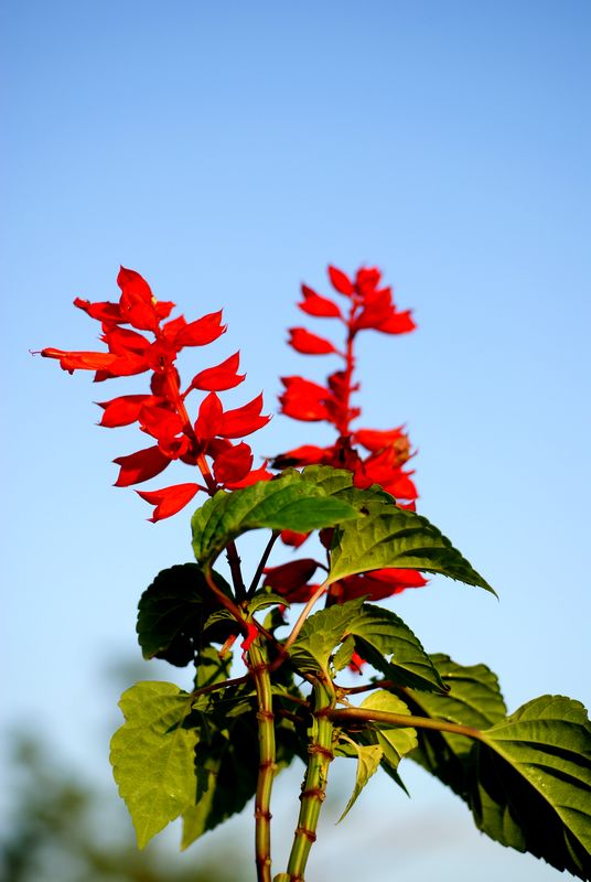 DSC00237.JPG