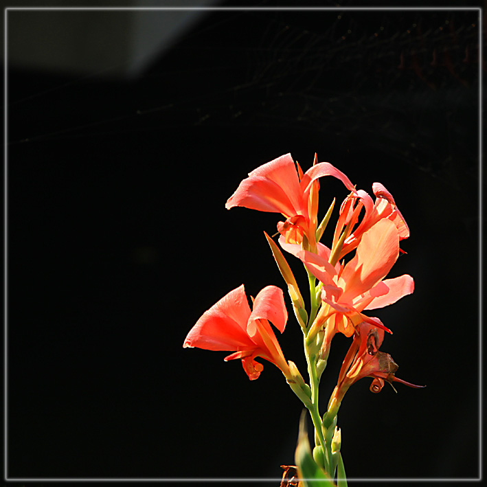 IMG_9751.JPG