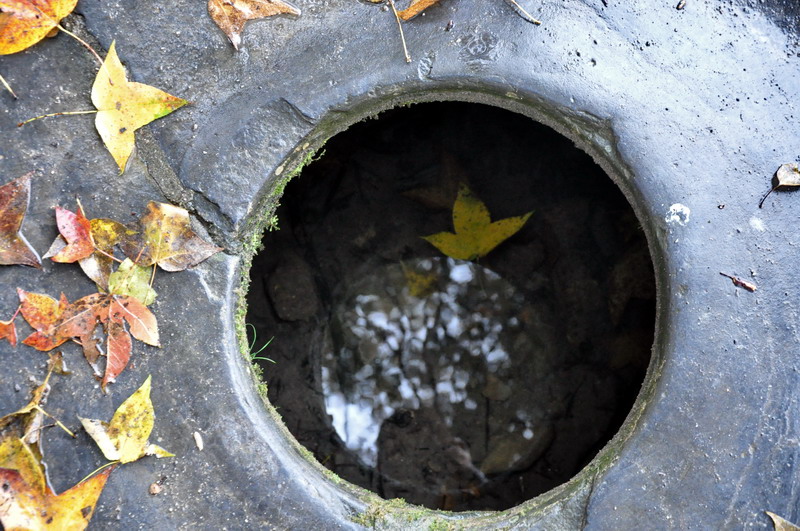 DSC_Ȫ.jpg