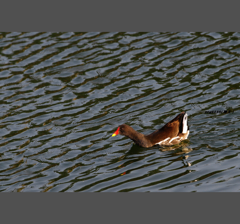 IMGP8857.jpg