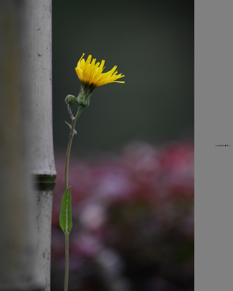 IMGP5387.jpg