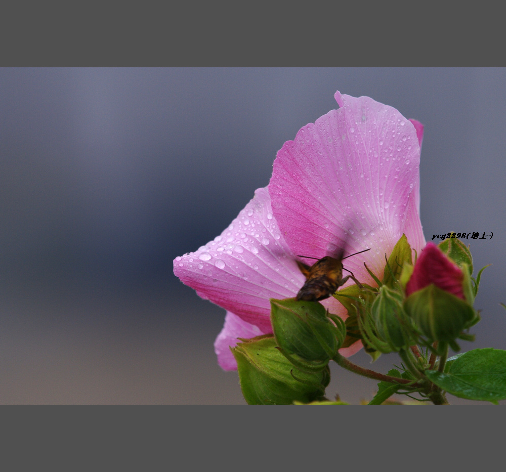 IMGP5232.jpg