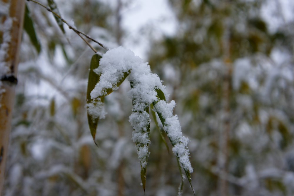 _DSC9263.JPG