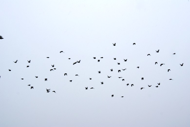DSC02191_conew2.jpg