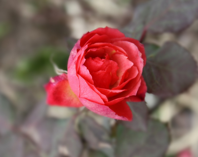 IMG_0544_conew1.jpg