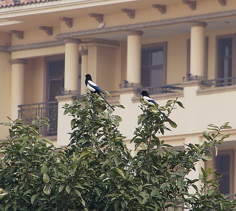 DSC09077_conew1.jpg