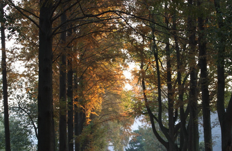 Ҷ 055_conew1.jpg