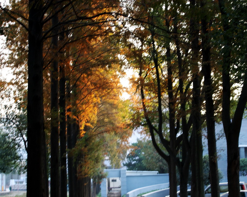 Ҷ 054_conew1.jpg