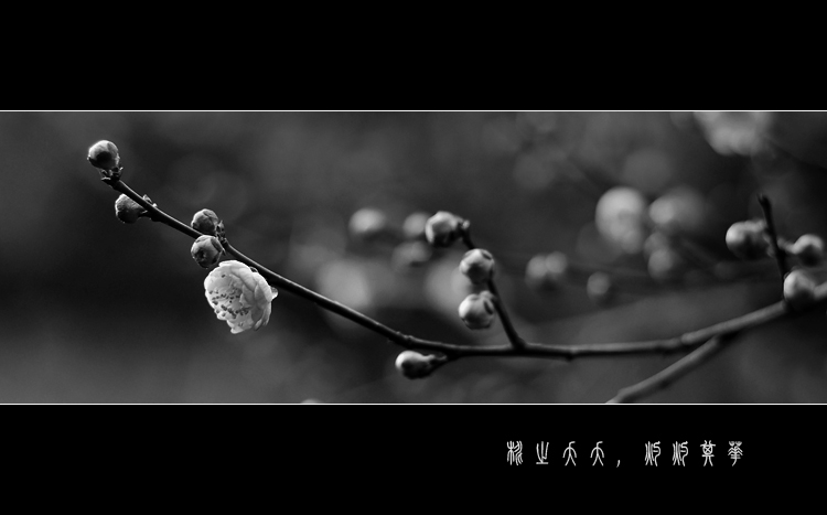 DSC_0036_617.jpg