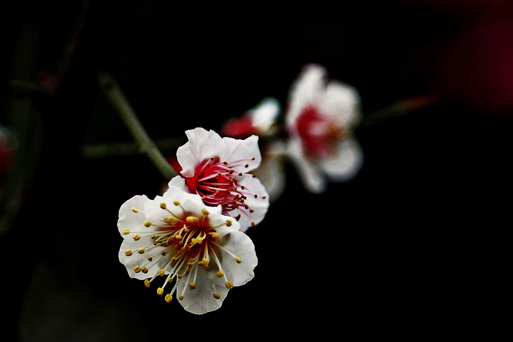 _K8A0090_.jpg