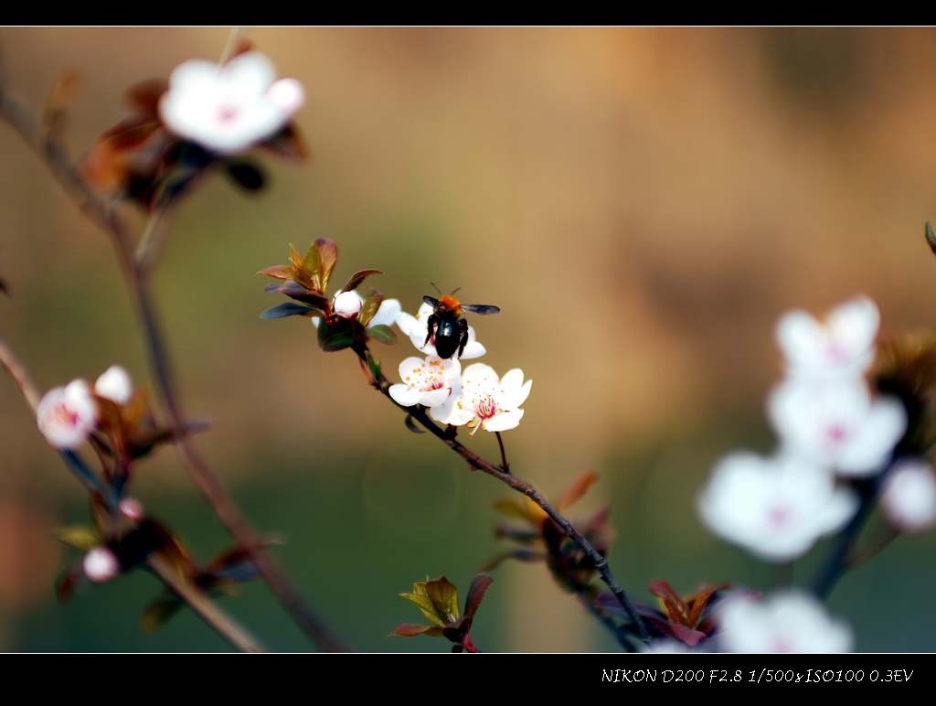 DSC_0117.jpg