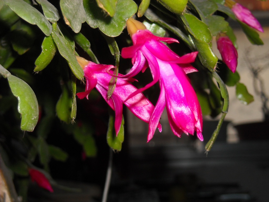 DSCN1111.JPG