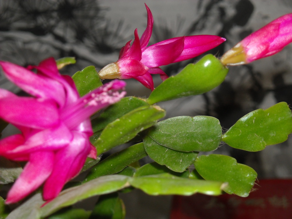 DSCN1141.JPG