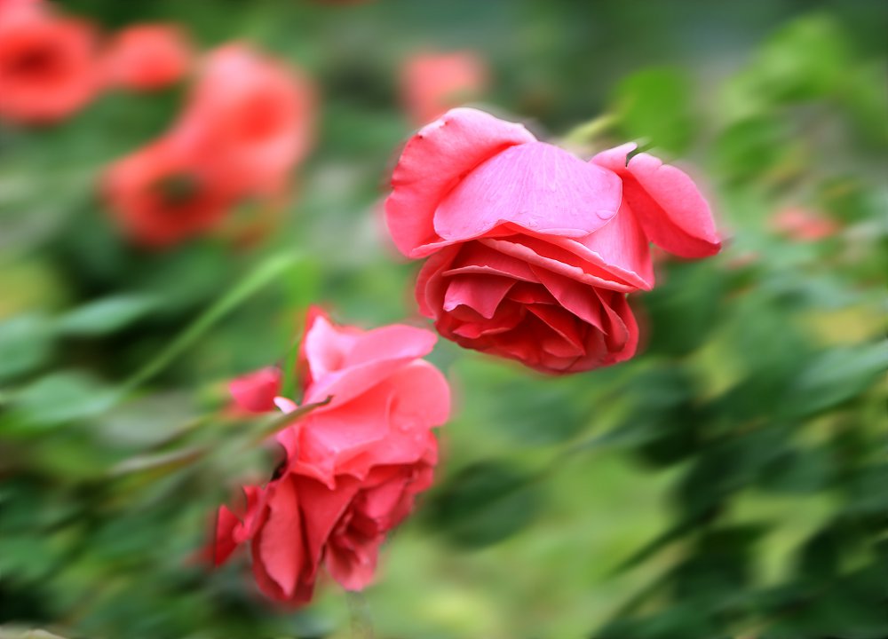 IMG_3691.JPG