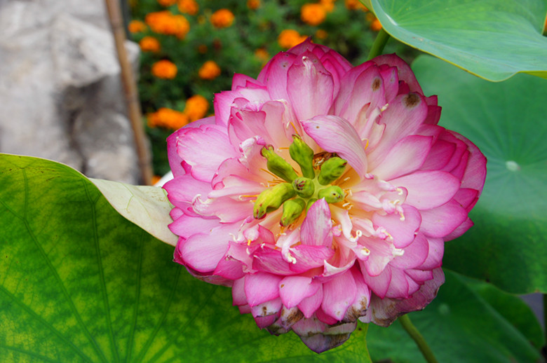 DSC00449_.jpg