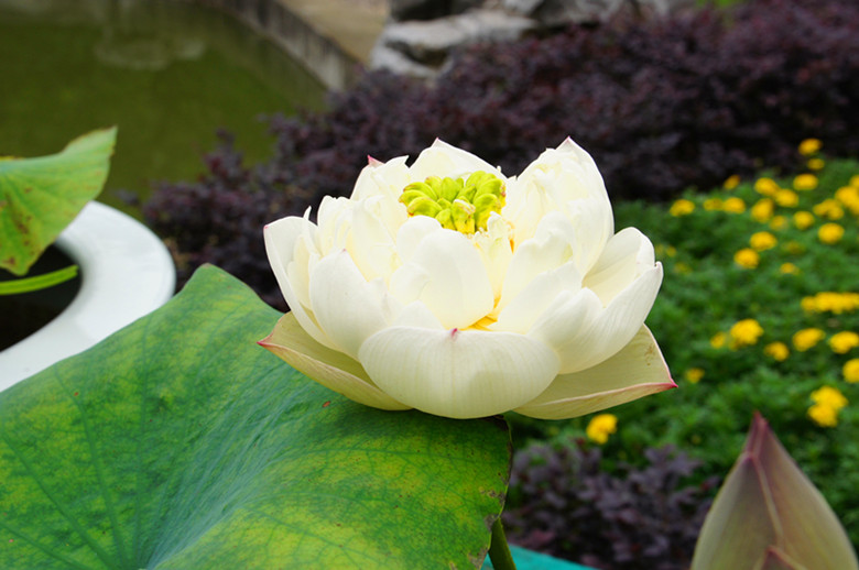 DSC00456_.jpg