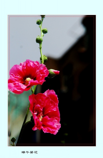 DSC_3919_conew3.JPG