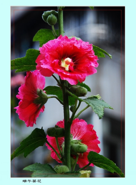 DSC_3926_conew2.JPG