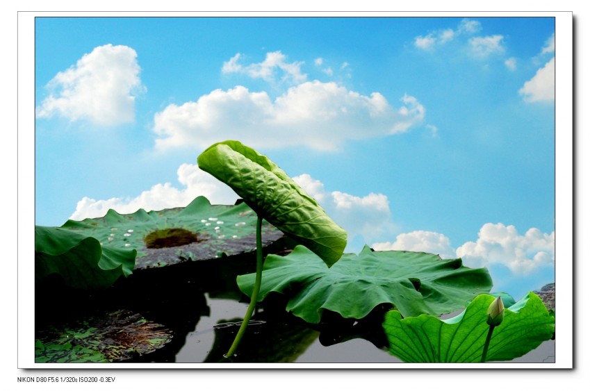 DSC_4619_conew1.JPG