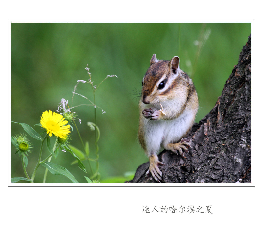 迷人的哈尔滨之夏-31.jpg