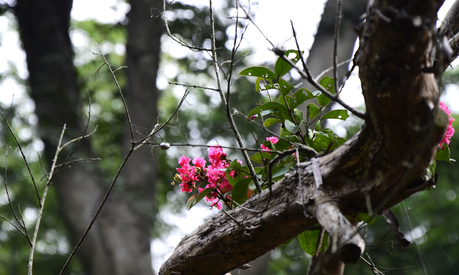 _DSC5118副本副本.jpg