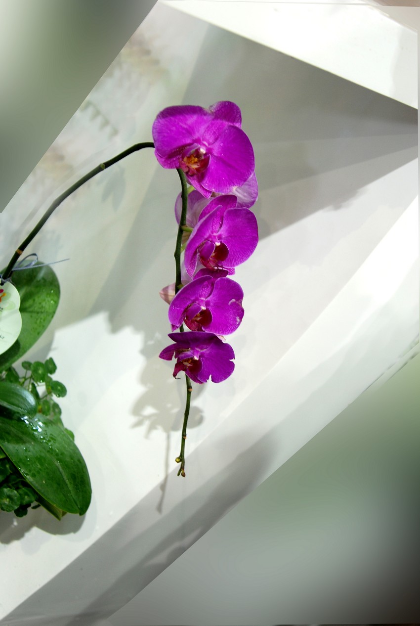 DSC_1124_conew1.JPG