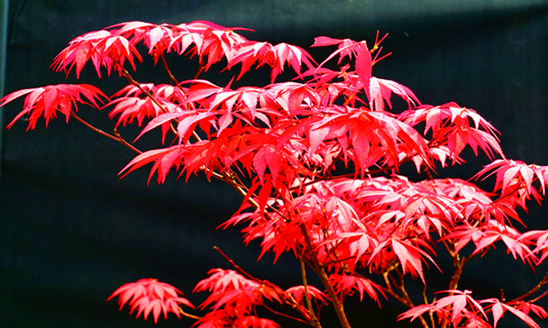 DSC01192_.jpg