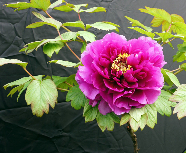 DSC02795_.jpg