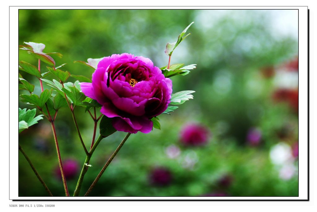 DSC_3235.JPG