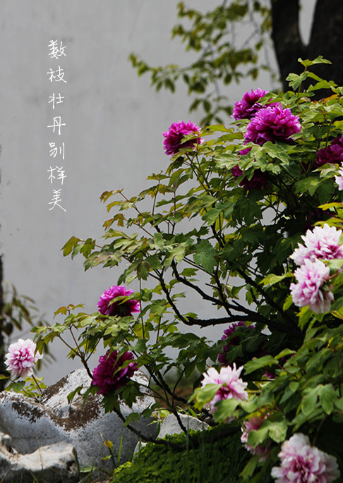 _MG_1346_.jpg