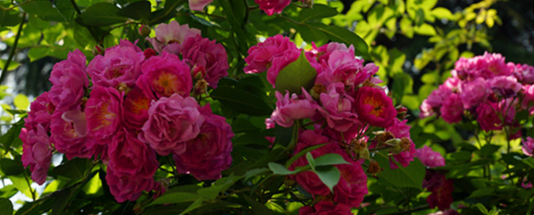 DSC02342_.jpg