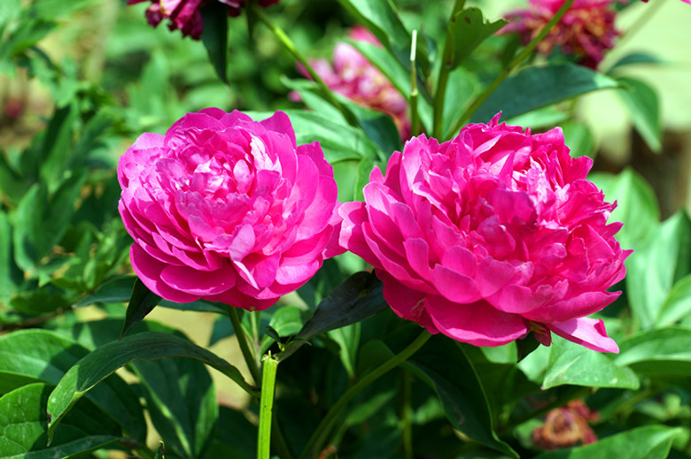 DSC02330_.jpg