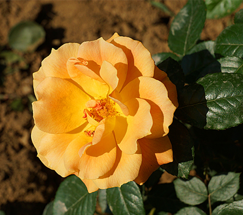 DSC02383_.jpg