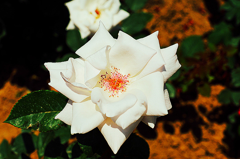 DSC02399_.jpg
