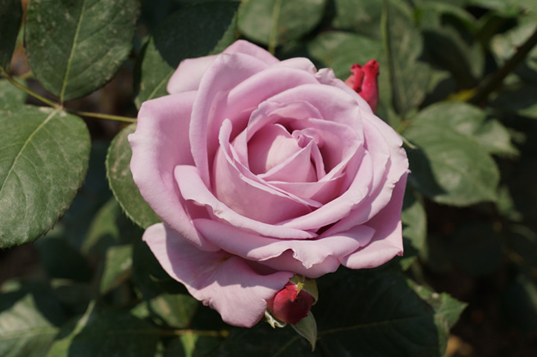 DSC02423_.jpg
