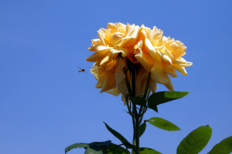 DSC02374_ - .jpg