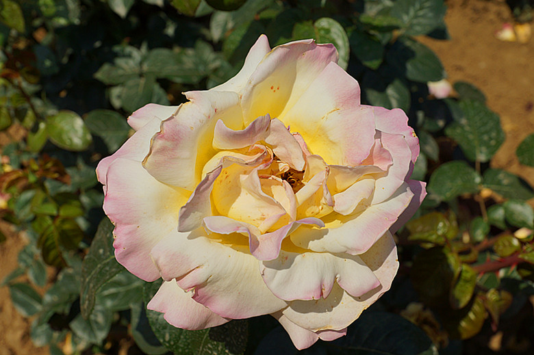 DSC02415_.jpg