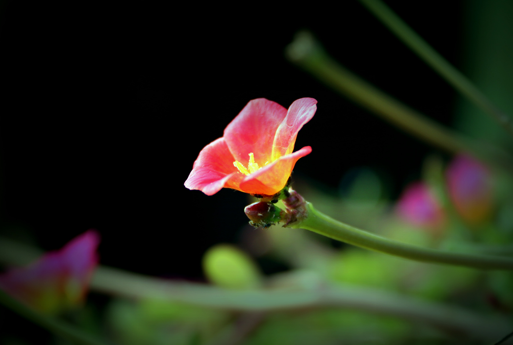 IMG_1669_.jpg