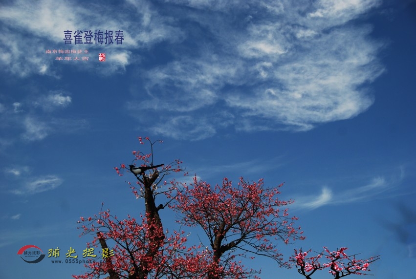 DSC_0199_conew1.JPG