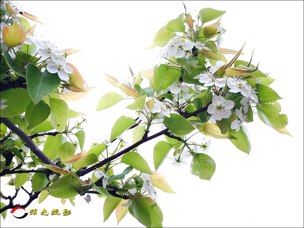 LIHUA6.jpg