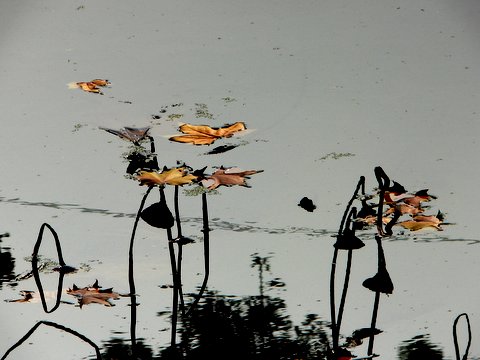 ֳɫ