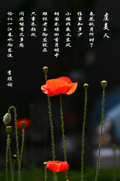 虞美人