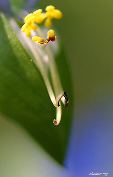 ļ