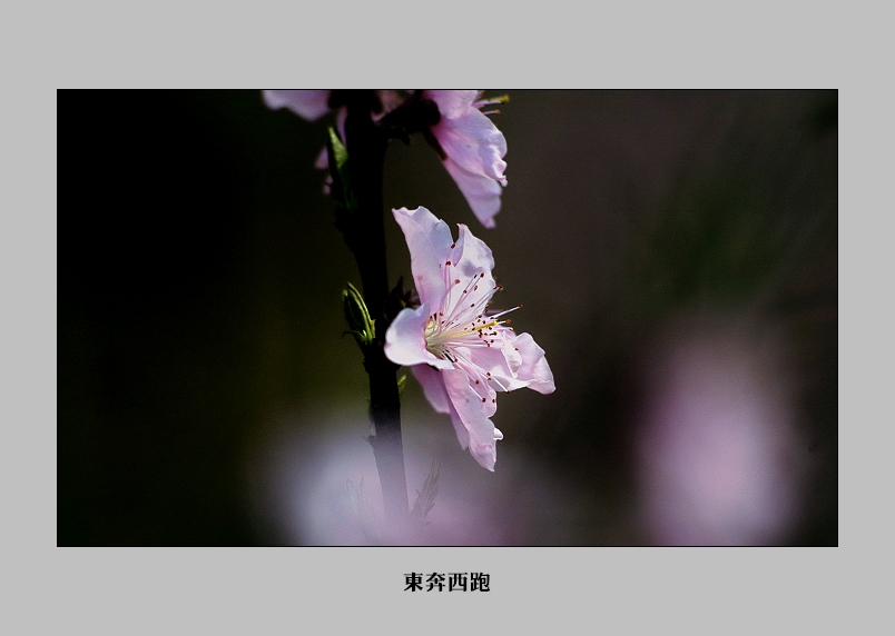[ԭ]һ֦