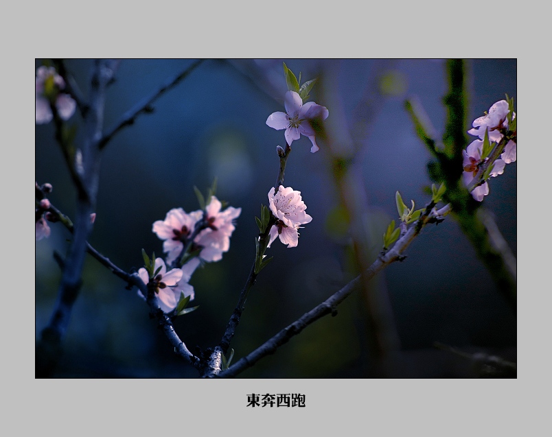 [ԭ]һ֦