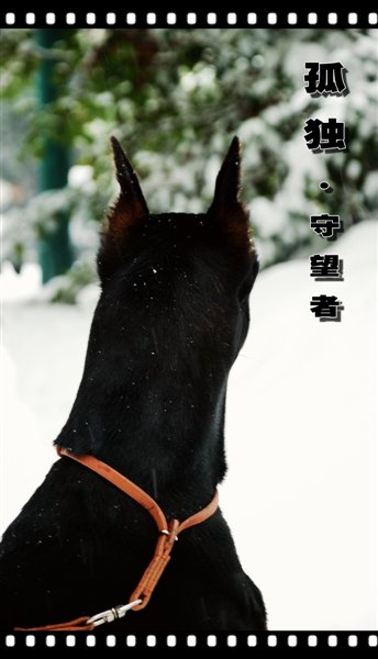 鹷Ƭ