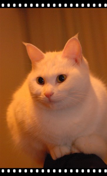 鹷Ƭ